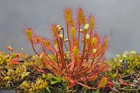 Sonnentau Langblaettriger