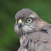 Sperber Kopfportrait Weibchen
