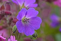 Wald Storchschnabel Bluete