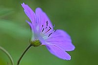 Wald Storchschnabel einz Bluet