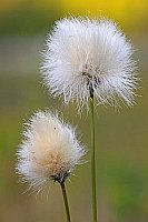 Wollgras Scheidiges Fruchstand