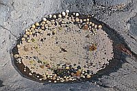 Gezeitenpfuetze Muschelteller