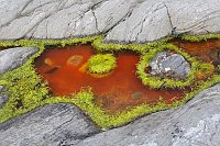 Gezeitenpfuetze schlafender Ba