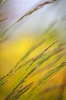 Graeser vor gelbem HG