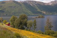 Hornindatsvatn Insel Wildblume