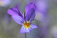 Hornveilchen Einzelbluete