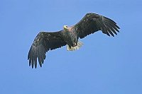 Seeadler vor blauem Himmel
