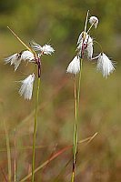 Wollgras Schmalblaettriges