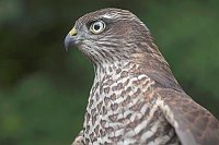 Sperber Kopf Seitenansicht