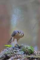 Sperber v vorn am Rupfplatz A