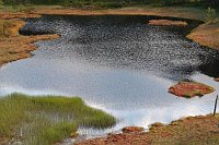 Norwegen Moorsee mit Sonnentau