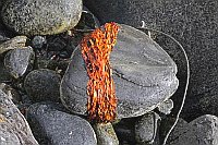 Strandschmuck Stein mit Algen