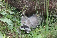 Waschbaer auf Ruecken spielend