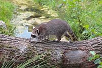 Waschbaer auf Stamm laufend