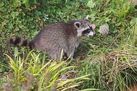 Waschbaer in Vegetation