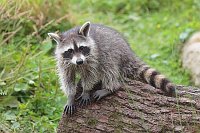 Waschbaer junger sitzend