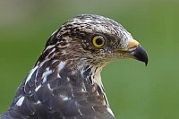 Wespenbussard Kopf v d Seite