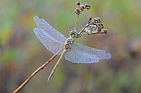 Heidelibelle taubedeckt