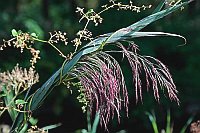 Schilfhalm umrankt v Brombeere