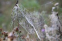 Spinnennetze 2 seitllich