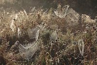 Spinnennetze Tau Morgenlicht