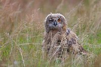 Uhu Aestling im Gras