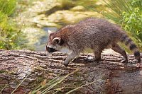 Waschbaer auf Stamm gehend