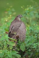 Sperber Weib Fluegel geoeffnet