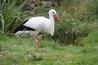 Weissstorch stehend