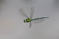 Blaugruene Mosaikjungfer im Fl