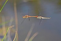 Heidelibelle im Tandemflug