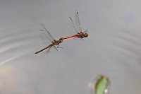 Heidelibellen Tandem Eiablage