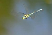 Blaugruene Mosaikjungfer a Tei