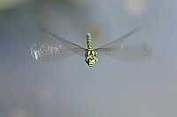 Blaugruene Mosaikjungfer front