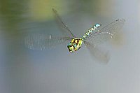 Blaugruene Mosaikjungfer v vor