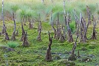 Hochmoor mit Baumstuempfen
