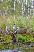 Hochmoor mit Birkenrest