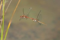 Heidelibellen Tandemflug