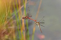 Heidelibelle Paar bei Eiablage