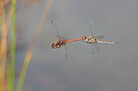 Heidelibelle Tandem am Ufer