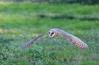 Schleiereule im Flug von vorn