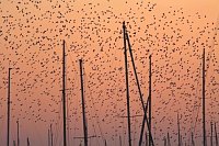 Stare ueber Segelmasten Abendl