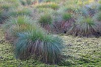 Wollgrasbulten Torfmoose