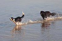 Hunde im Wasser spielend