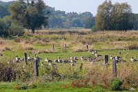Meerbruchwiesen Graugaense