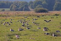 Meerbruchwiesen rastende Gaens