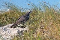 Habicht in den Duenen