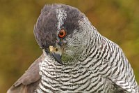 Habicht Kopf runter schauend