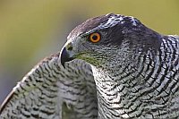 Habicht Kopf Seitenansicht