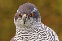 Habicht Kopf von vorn